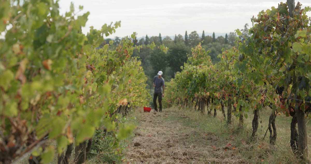 Vendemmia Graziano_1.110.1